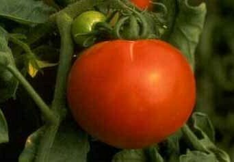 Flavr Savr Tomato Flavr Savr Tomato