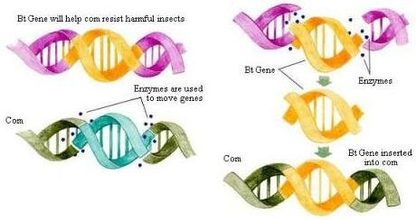 Process of Insertion of Bt gene in corn to make it resistant from insect attack Process of Insertion of Bt gene in corn to make it resistant from insect attack