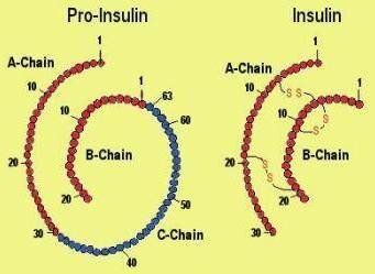 Proinsulin where A-chain and B-chain connected by C-chain and insulin without C-chain Proinsulin where A-chain and B-chain connected by C-chain and insulin without C-chain