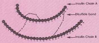 Active Insulin Active Insulin