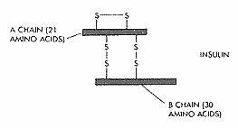 Human insulin molecule Human insulin molecule