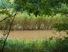 Muddy Water : Sols Colloid Muddy Water : Sols Colloid