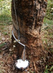 Rubber Tree : Colloid Rubber Tree : Colloid